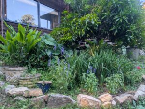 Focal tree, Canistel (Pouteria campechiana) accompanied by an understorey of turmeric, Salvia sp., Hemerocallis sp. and Taro ‘Black Magic’ (Images supplied by Pauline Haydock)