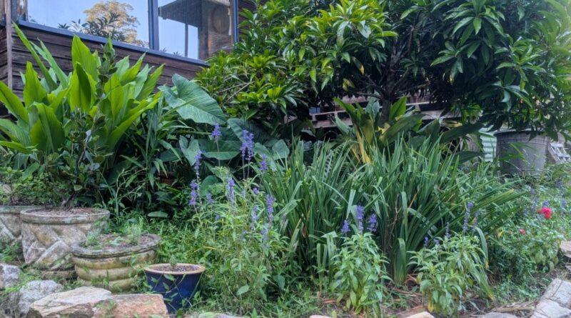 Focal tree, Canistel (Pouteria campechiana) accompanied by an understorey of turmeric, Salvia sp., Hemerocallis sp. and Taro ‘Black Magic’ (Images supplied by Pauline Haydock)