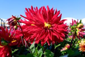 Dahlia XXL ‘Red’ at JD Propagation (Image: Ludovic Vilbert, Inwardout Studio)