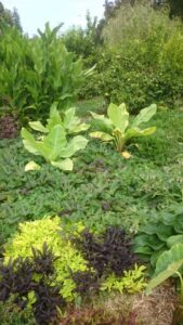 Young Abyssinian bananas emerging from sweet potatoes at Burnley Field Station