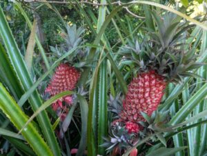 Red pineapple (Ananas bracteatus), a large, sculptural and very spiky pineapple plant with gorgeous red fruit (Images supplied by Pauline Haydock)