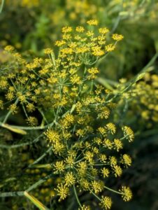 Florence fennel flowers attract insect pollinators like other members of the Apiaceae (Images supplied by Pauline Haydock)