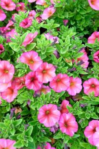 Petchoa Supercal Premium ‘Coral Star’ at Ball Australia (Image: Ludovic Vilbert, Inwardout Studio)