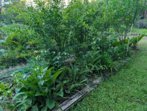Varieties representing Strata 2 to 4 including pomegranate, comfrey, garlic chives, cape gooseberry, nasturtium, rhubarb and walking onion (Images supplied by Pauline Haydock)