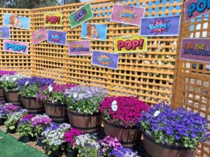 Colourful ‘backyard summer’ vibes at Haars Nursery (Image: Gabrielle Stannus)