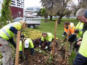 Harvesting from the tropical edible bed with the City of Greater Dandenong horticultural team