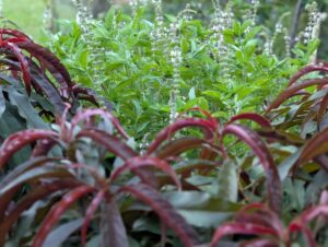 The burgundy foliage of this Dwarf Nectarine ‘Sunset Backyard Beauty’ PBR contrasts with the light green of perennial basil (Images supplied by Pauline Haydock)
