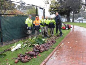 Sweet potato harvest in Dandenong Park