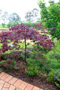 Cercis canadensis 'Ruby Falls' PBR Enchanted Forest® at Fleming’s Nurseries (Image: Ludovic Vilbert, Inwardout Studio)