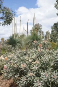 Banksias and grass trees provide a uniquely Australian beauty to this garden (Image: John Fitzsimmons)