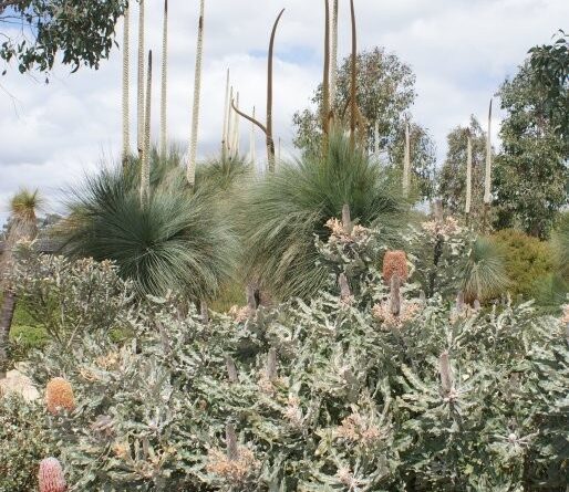 Banksias and grass trees provide a uniquely Australian beauty to this garden (Image: John Fitzsimmons)