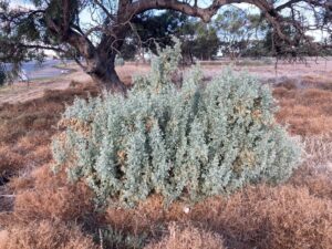 Old man saltbush (Atriplex nummularia) near Hay, New South Wales (Image: Thomas Mesaglio [thebeachcomber] via iNaturalist, CC BY-SA 4.0)