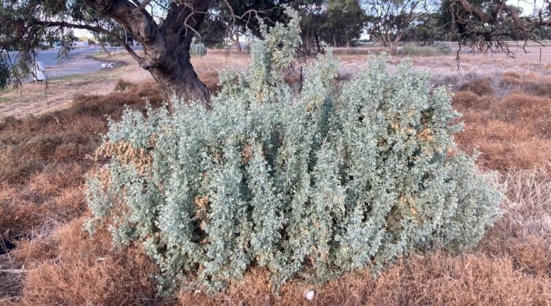 Old man saltbush (Atriplex nummularia) near Hay, New South Wales (Image: Thomas Mesaglio [thebeachcomber] via iNaturalist, CC BY-SA 4.0)