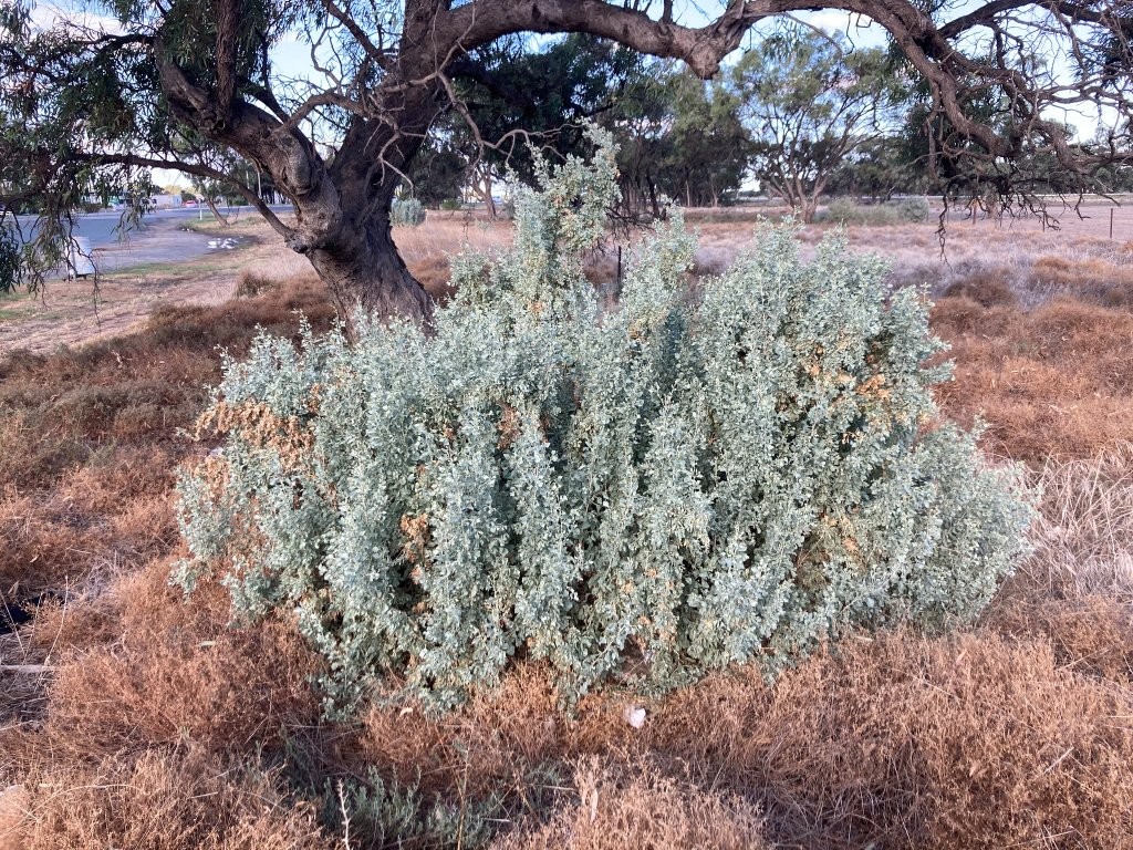 Atriplex: A story of saltbush - Hort Journal Australia