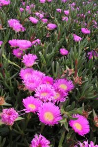 Carpobrotus glaucescens CAR10’ PBR Aussie Rambler™