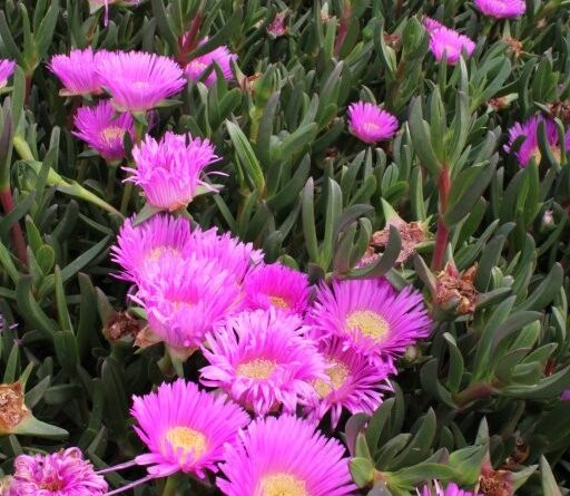 Carpobrotus glaucescens CAR10’ PBR Aussie Rambler™