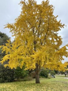In full golden glory, the ginkgo makes a striking feature tree in any space (Image: Daleys Fruit Tree Nursery)