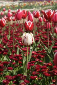 With their saturated colours and unique floral form, tulips sparked a speculative bubble and attracted amazing prices when first cultivated in Europe (Image: John Fitzsimmons)