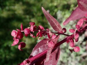 The highly ornamental leaves of Atriplex hortensis var. rubra (red mountain spinach), a fast-growing edible annual valued as a heat-tolerant spinach substitute (Image: Salicyna via Wikimedia Commons, CC BY-SA 4.0)