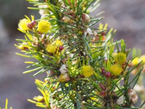 Verticordia staminosa subsp. cylindracea var. erecta growing in Kings Park, Perth (Image: Geoff Derrin via Wikimedia Commons, CC BY-SA 4.0)
