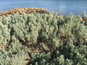 Coast or grey saltbush (Atriplex cinerea) (Image: Miguel de Salas via Wikimedia Commons, CC BY-SA 4.0)