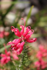 Grevillea rosmarinifolia ‘H16’ PBR Trade Name Crimson Villea™