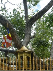 The Bo Tree, Jaya Sri Maha Bodhi, in Anuradhapura, Sri Lanka (Image: Pierre André Leclercq via Wikimedia Commons, CC BY-SA 4.0)