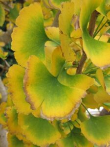 The autumn senescence gives a wave of colour to the texture of the ginkgo fan-like leaves (Image: Daleys Fruit Tree Nursery)