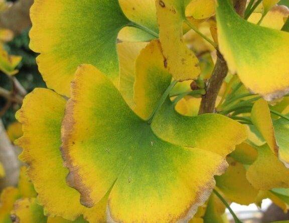 The autumn senescence gives a wave of colour to the texture of the ginkgo fan-like leaves (Image: Daleys Fruit Tree Nursery)