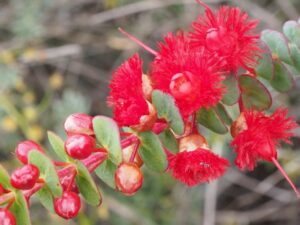 Verticordia grandis growing near Badgingarra in Western Australia (Image: Geoff Derrin via Wikimedia Commons, CC BY-SA 4.0)