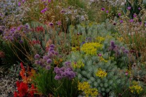 A close-up of the beautiful Laak Boorndap test garden at Fed Square (Image: Sarah Pannell, MAPCO[G)