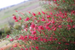 Grevillea rosmarinifolia ‘H16’ PBR Trade Name Crimson Villea™