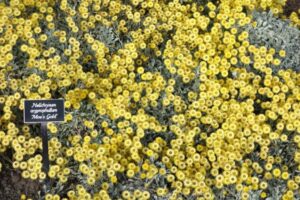 Jac would like to see a wider range of dry-climate plants like this Helichrysum argyrophyllum available on the market (Image: Daderot via Wikimedia Commons, CC0 1.0)