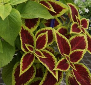 The colour, texture and contrast of coleus foliage is beautiful inside or out (Image: John Fitzsimmons)