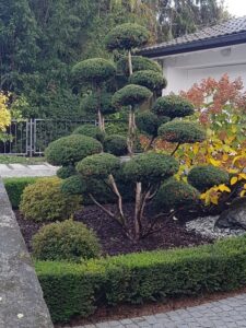 This cloud-pruned beauty takes pride of place in this garden (Image: John Fitzsimmons)