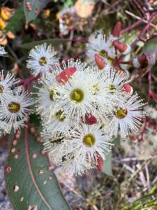 The colourful buds and soft white flowers of Eucalyptus marginata subsp. marginata near Denmark in Western Australia (Image: Tyler Anthony [sunshiney_tyler] via iNaturalist, CC BY-SA 3.0)
