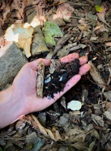 Healthy, living soils develop recyclable biomass inputs back into their structure via living, ecological chains of integration (Image: Erik van Zuilekom)
