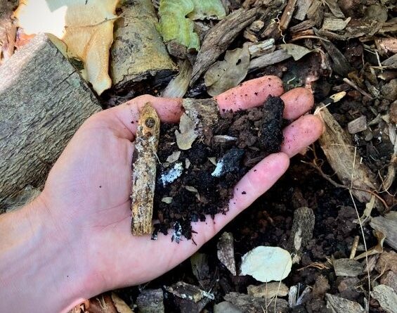 Healthy, living soils develop recyclable biomass inputs back into their structure via living, ecological chains of integration (Image: Erik van Zuilekom)