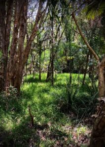 A gap within forest canopy, being repaired by temporary spontaneous grass species, accumulates biomass to support tree re-emergence and soil microbiology (Image: Erik van Zuilekom)