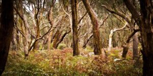 This undisturbed open woodland, previously repaired by grass species, has now developed a mixed fern and grass groundcover succession dominance (Image source: Erik van Zuilekom)