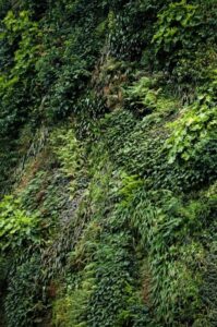 Large-scale, ecologically designed green wall uses exposure zoning and fractal dispersal to provide thermal and acoustic insulation cost-savings with diverse urban benefits (Image source: Erik van Zuilekom)