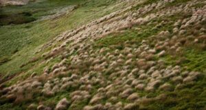 Ecologies are flexible successions, not fixed aesthetics – this grassland prepares soil microbiology for scrubland, then woodland (Image: Erik van Zuilekom)