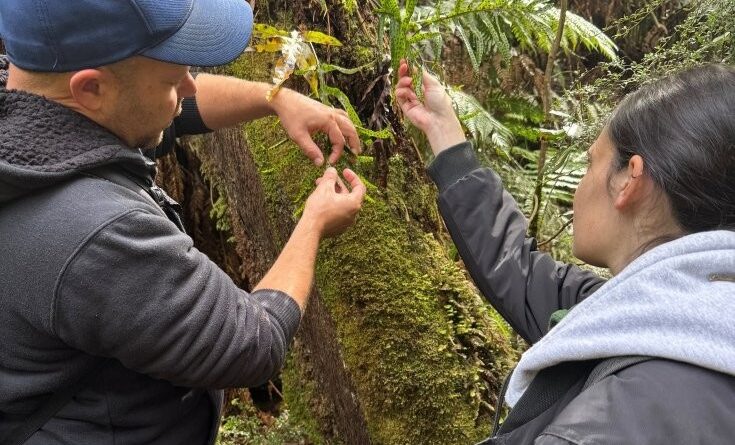 Lowanna and Russell at Grants Picnic Ground looking at kangaroo fern (Microsorum pustulatum)