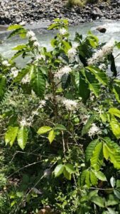 Coffea arabica (Image: Alfredo F. Fuentes Claros via iNaturalist, CC0)