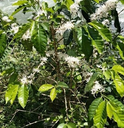 Coffea arabica (Image: Alfredo F. Fuentes Claros via iNaturalist, CC0)