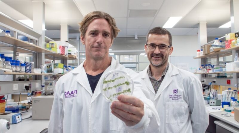 Dr Chris Brosnan and Dr Don Gardiner in the University of Queensland (UQ) laboratory (Image: Megan-Pope, UQ)