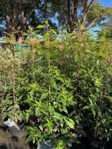 Lophostemon sp. nursery stock growing in a commercial nursery