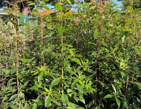 Lophostemon sp. nursery stock growing in a commercial nursery