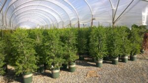 Callistemon viminalis ‘CV01’ PBR Trade Name Slim™