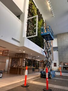 This green wall is in the foyer of the Mercy Health Aged Care Centre (Image: Evergreen Infrastructure)